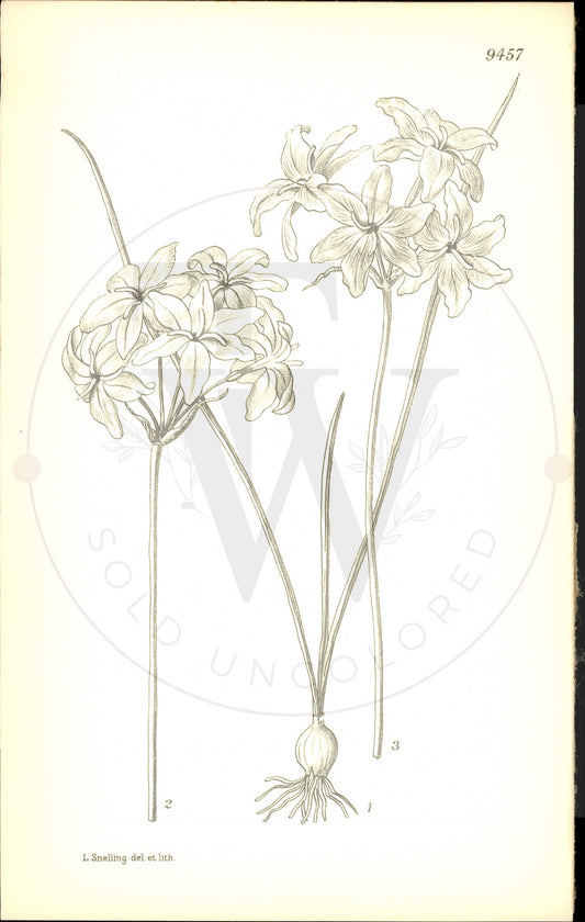 Plate 9457 - Leucocoryne ixioides
