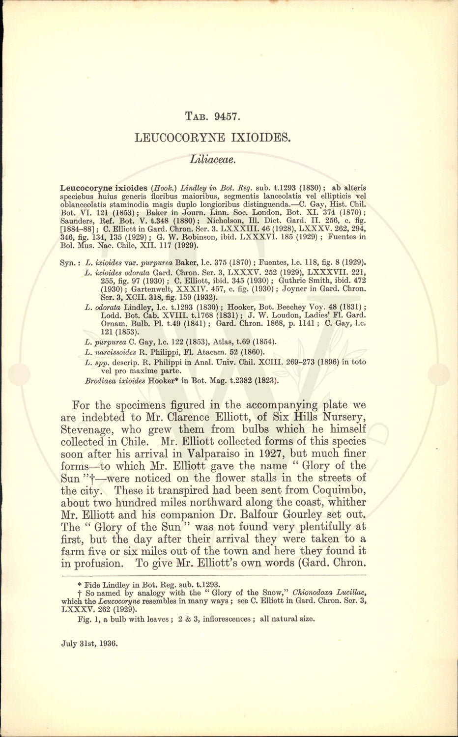 Plate 9457 - Leucocoryne ixioides