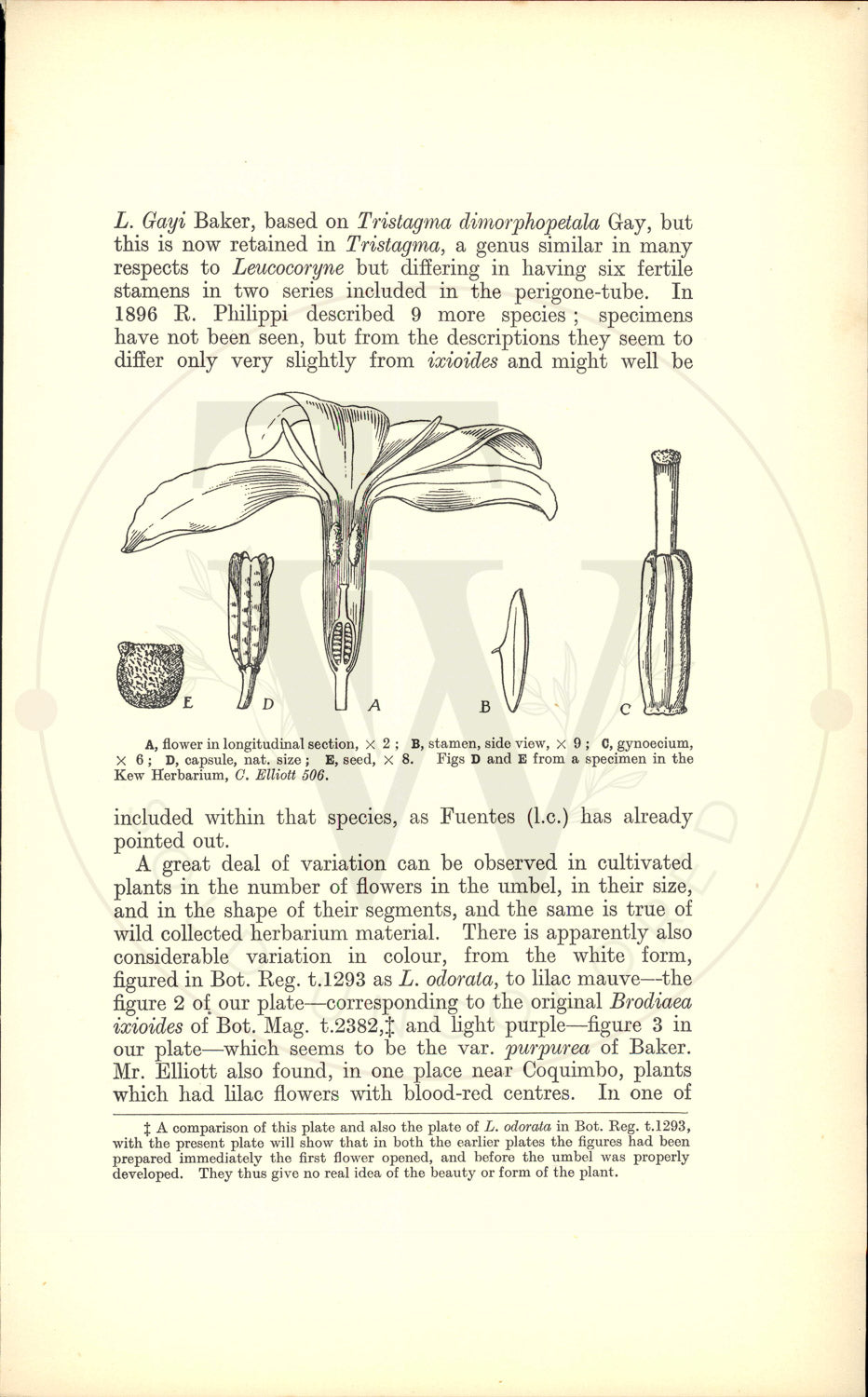 Plate 9457 - Leucocoryne ixioides