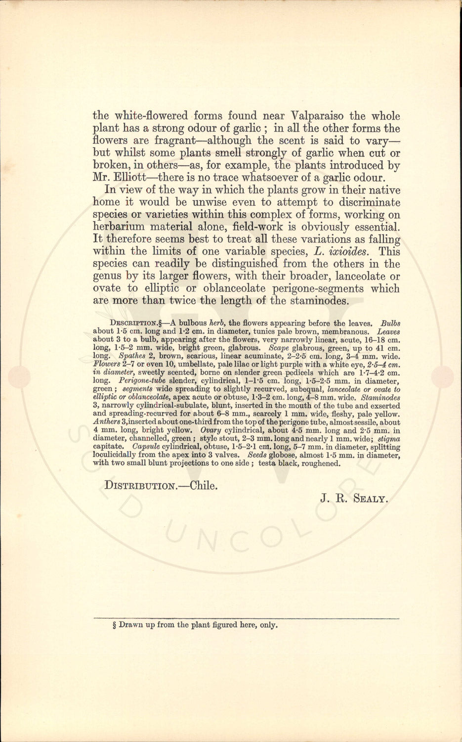 Plate 9457 - Leucocoryne ixioides