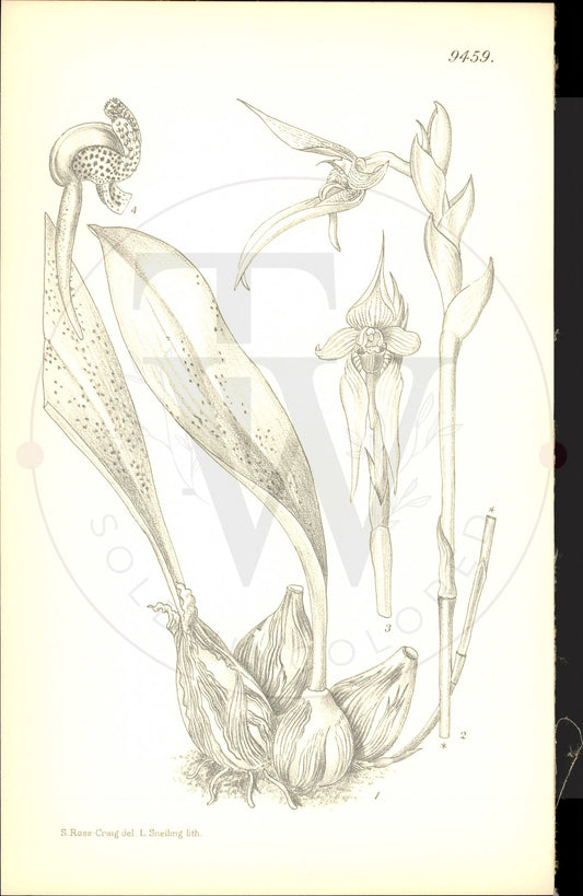 Plate 9459 - Bulbophyllum orthoglossum