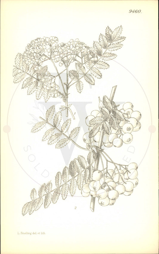Plate 9460 - Sorbus prattii