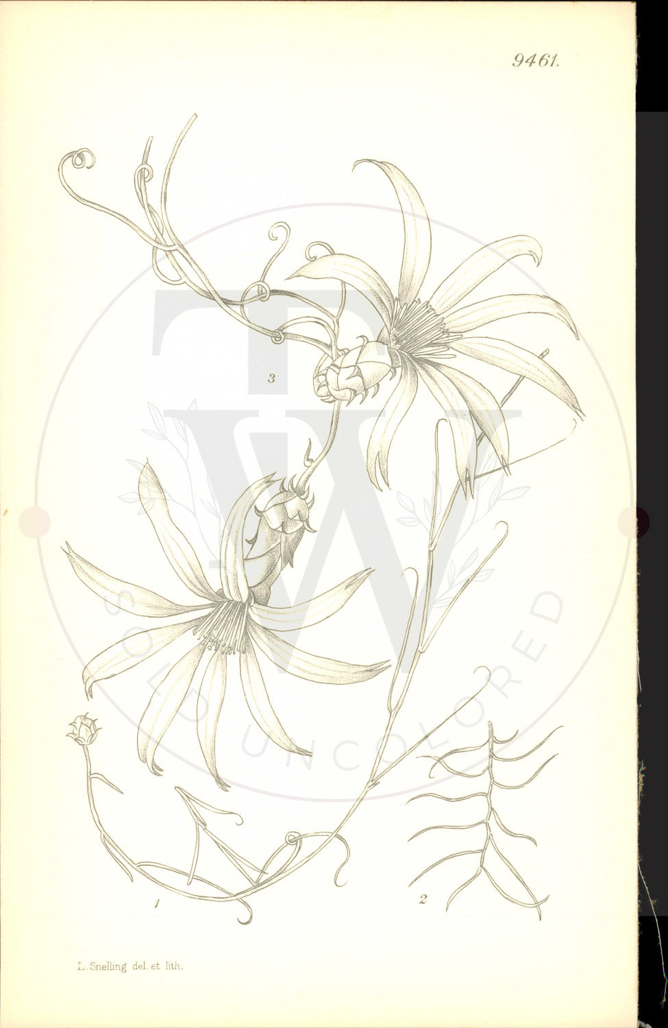 Plate 9461 - Mutisia subulata