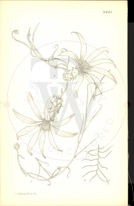Plate 9461 - Mutisia subulata