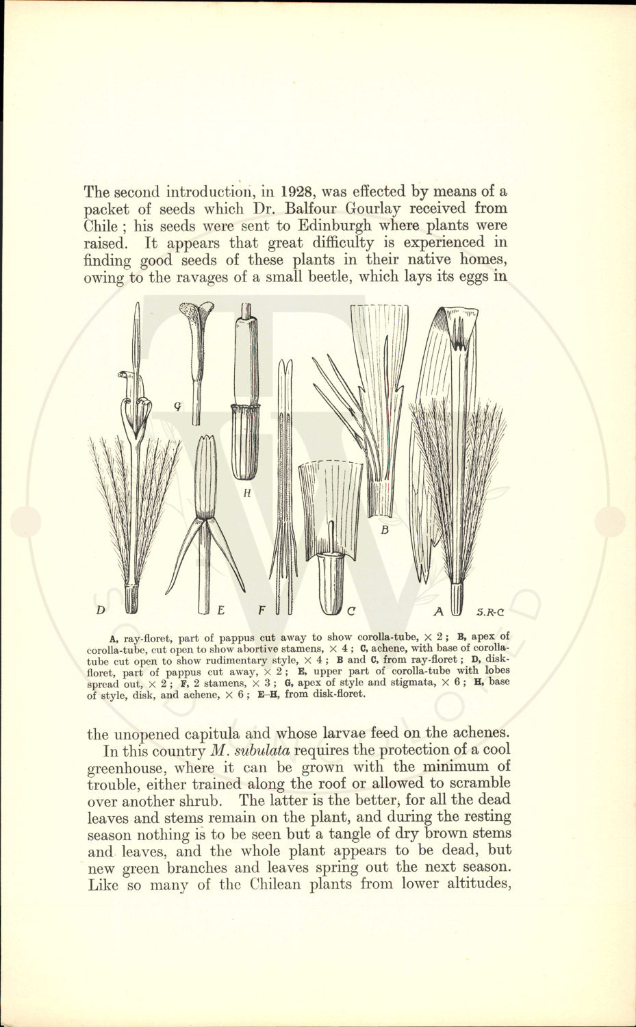 Plate 9461 - Mutisia subulata