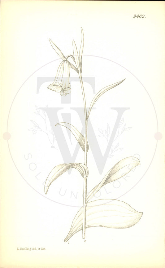 Plate 9462 - Fritillaria glaucoviridis