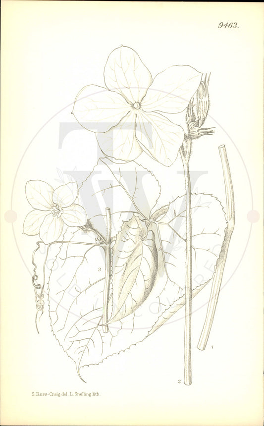 Plate 9463 - Herpetospermum pedunculosum