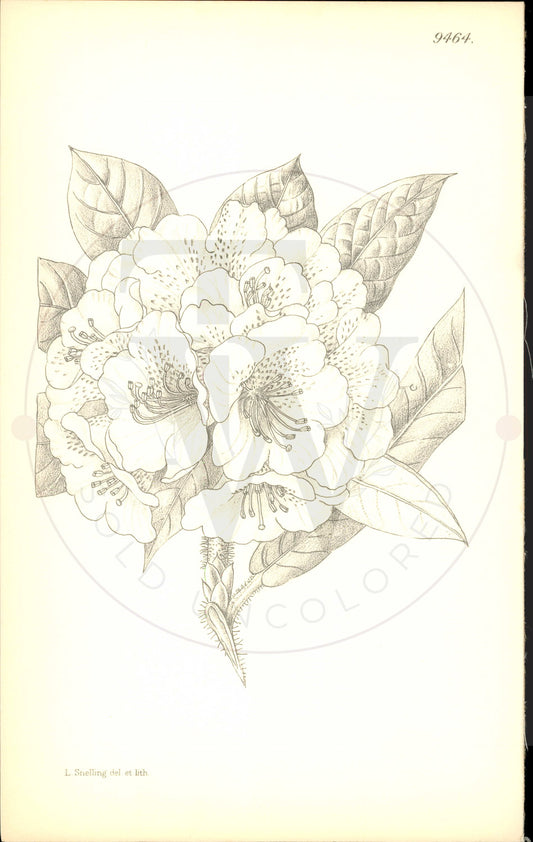 Plate 9464 - Rhododendron crinigerum