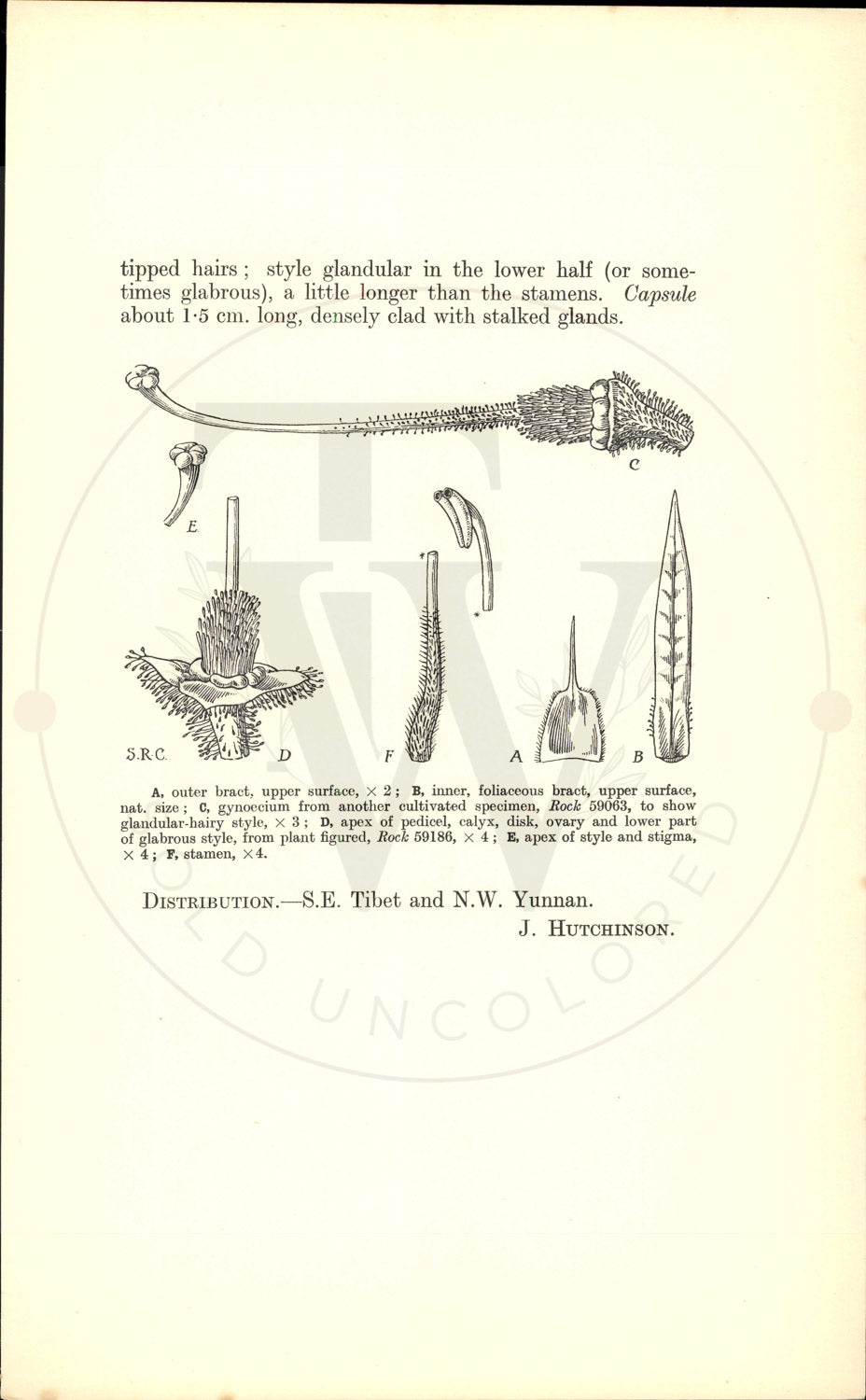 Plate 9464 - Rhododendron crinigerum