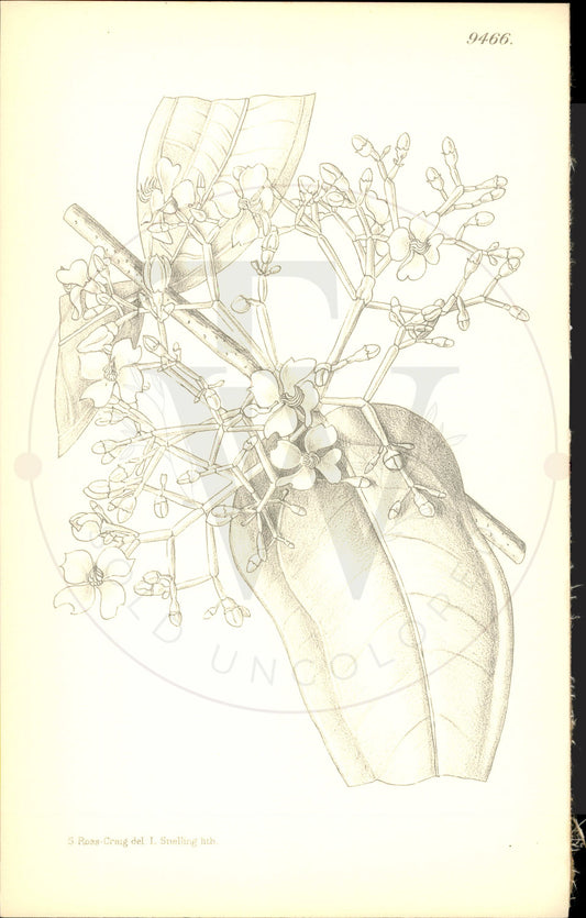 Plate 9466 - Medinilla scortechinii