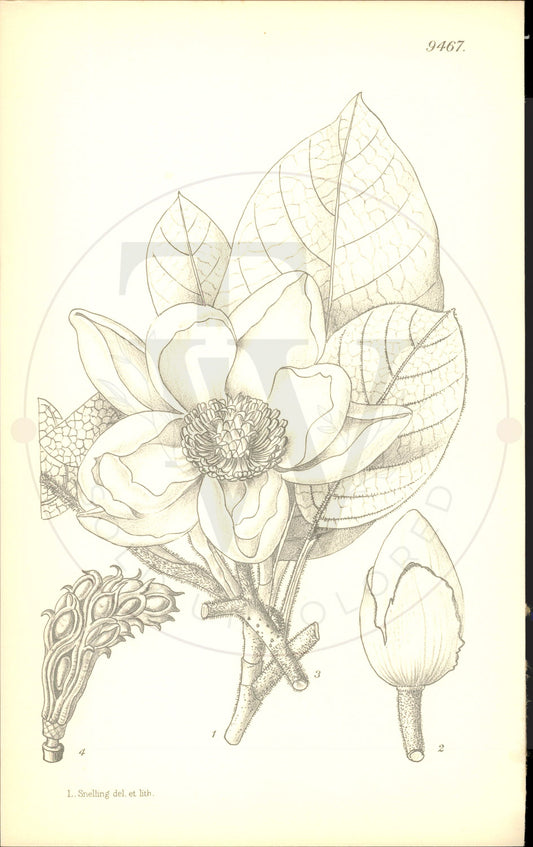 Plate 9467 - Magnolia globosa