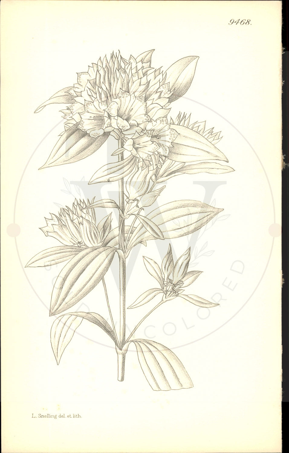 Plate 9468 - Gentiana cephalantha