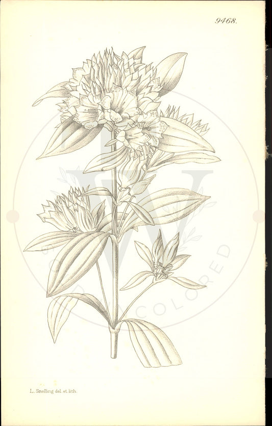 Plate 9468 - Gentiana cephalantha