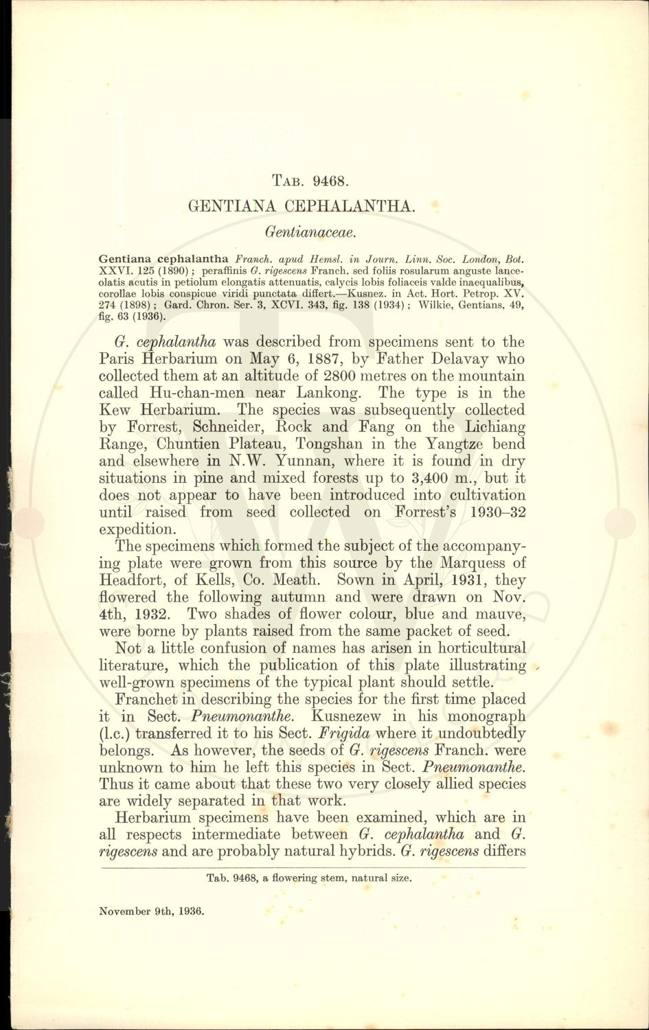 Plate 9468 - Gentiana cephalantha