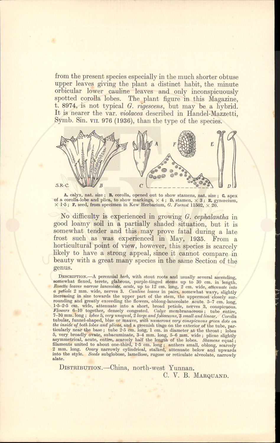Plate 9468 - Gentiana cephalantha