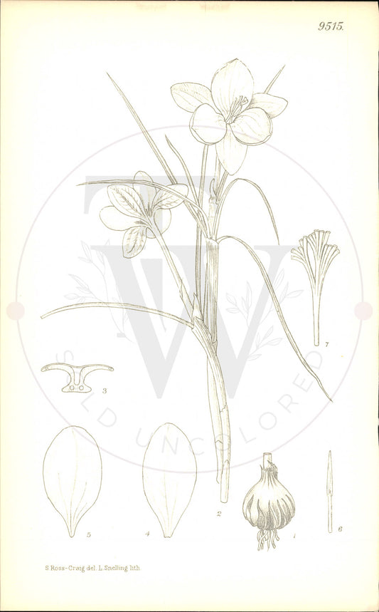 Plate 9515 - Crocus laevigatus
