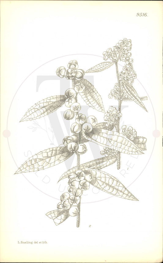 Plate 9516 - Gaultheria wardii