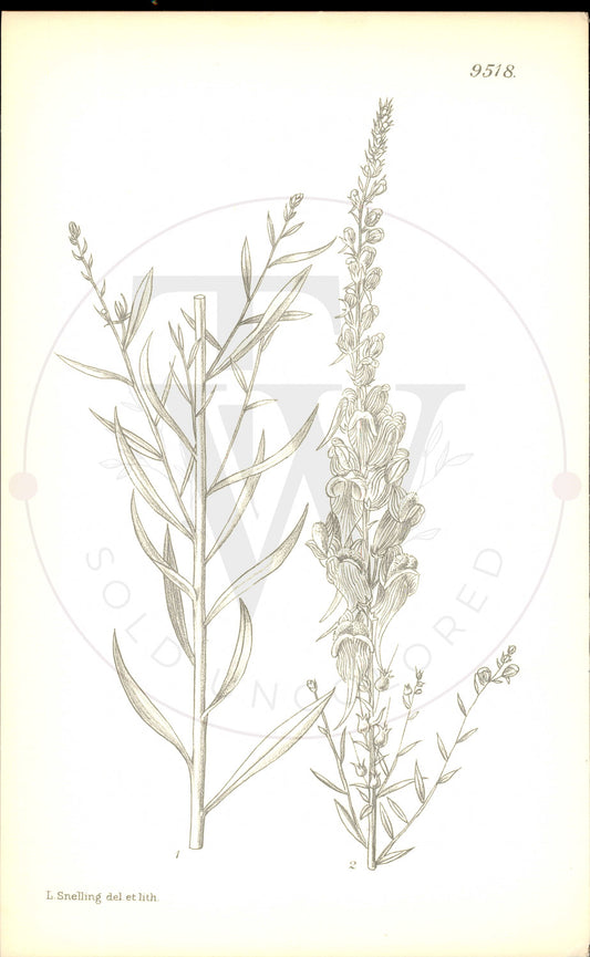 Plate 9518 - Linaria ventricosa