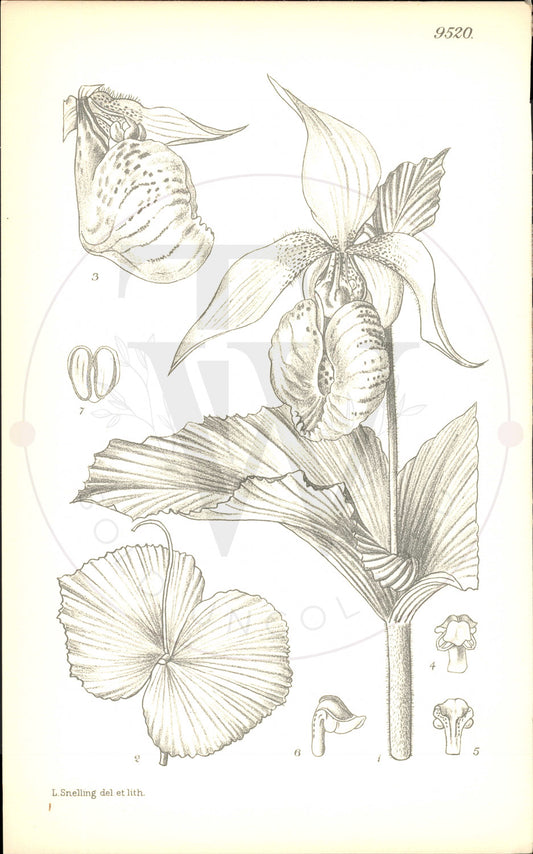 Plate 9520 - Cypripedium japonicum