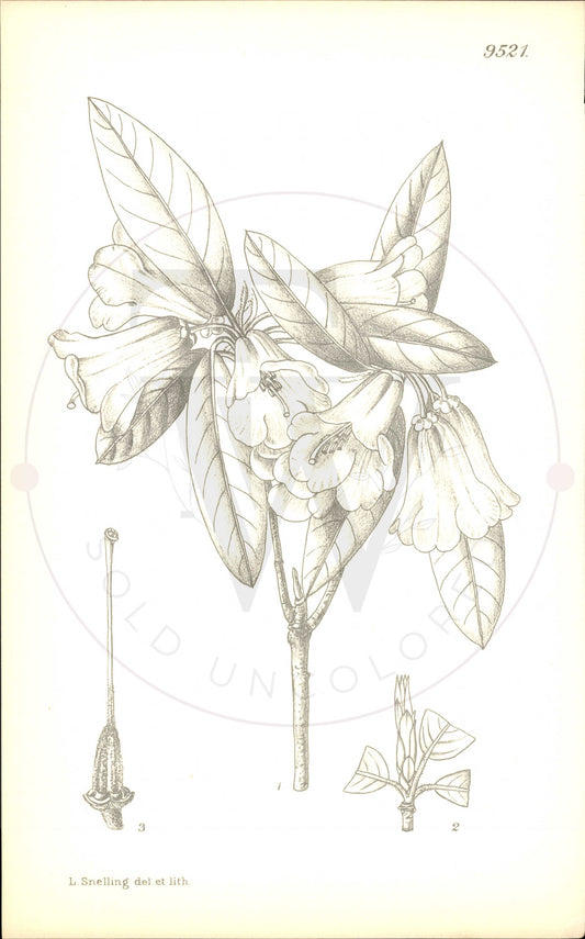 Plate 9521 - Rhododendron phoenicodon
