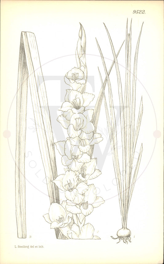 Plate 9522 - Gladiolus stanfordiae