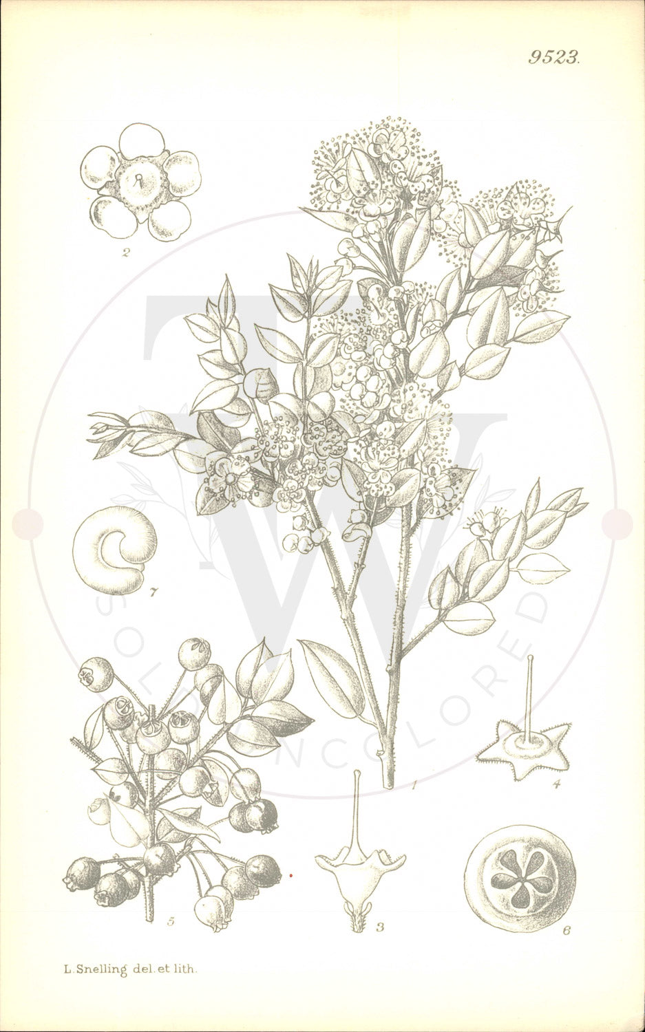 Plate 9523 - Myrtus lechleriana