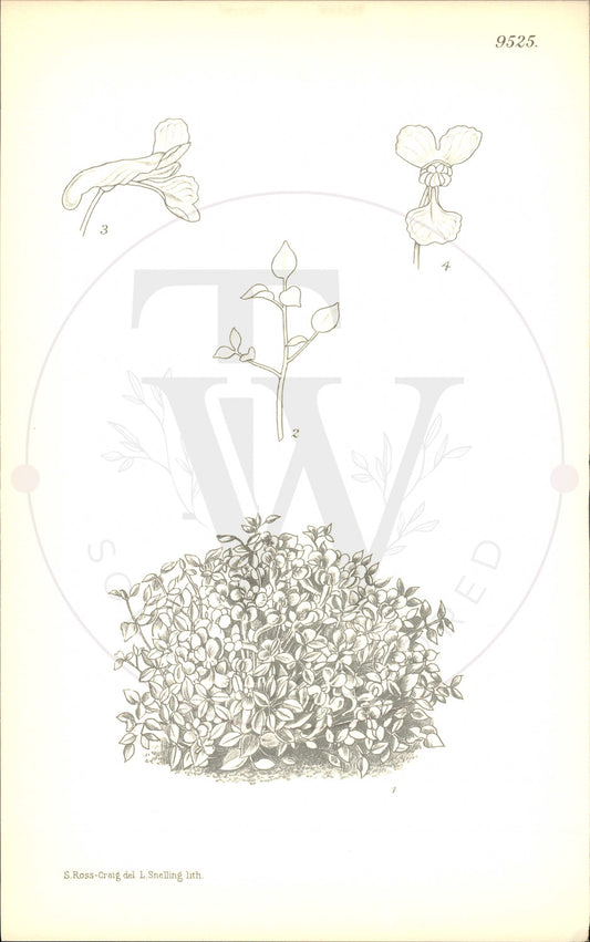 Plate 9525 - Sarcocapnos enneaphylla