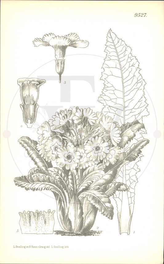 Plate 9527 - Primula sonchifolia