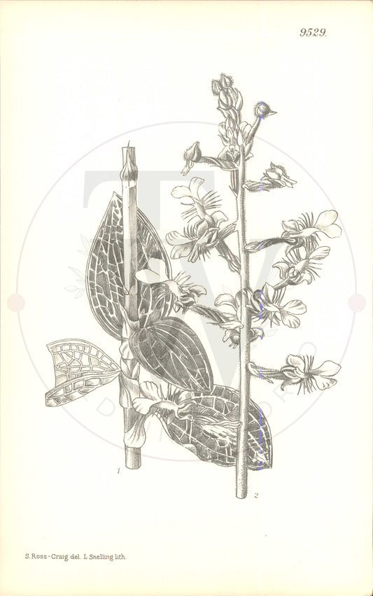 Plate 9529 - Anoectochilus roxburghii