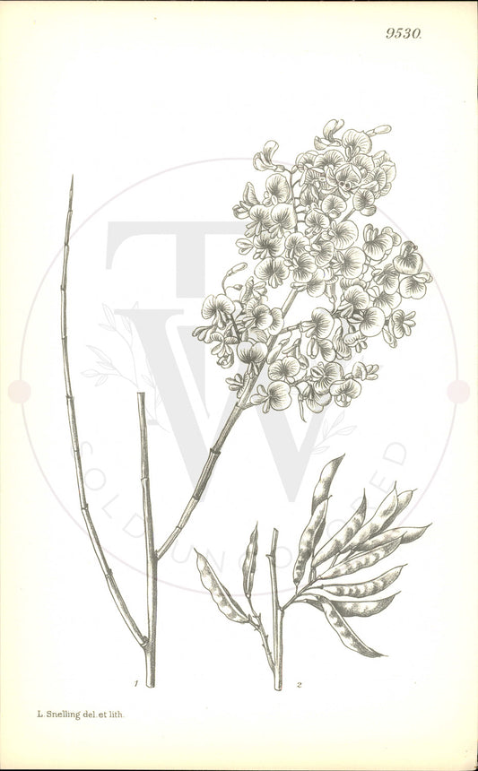 Plate 9530 - Notospartium glabrescens