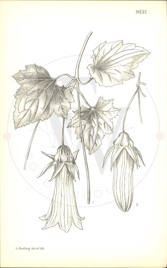 Plate 9531 - Canarina eminii