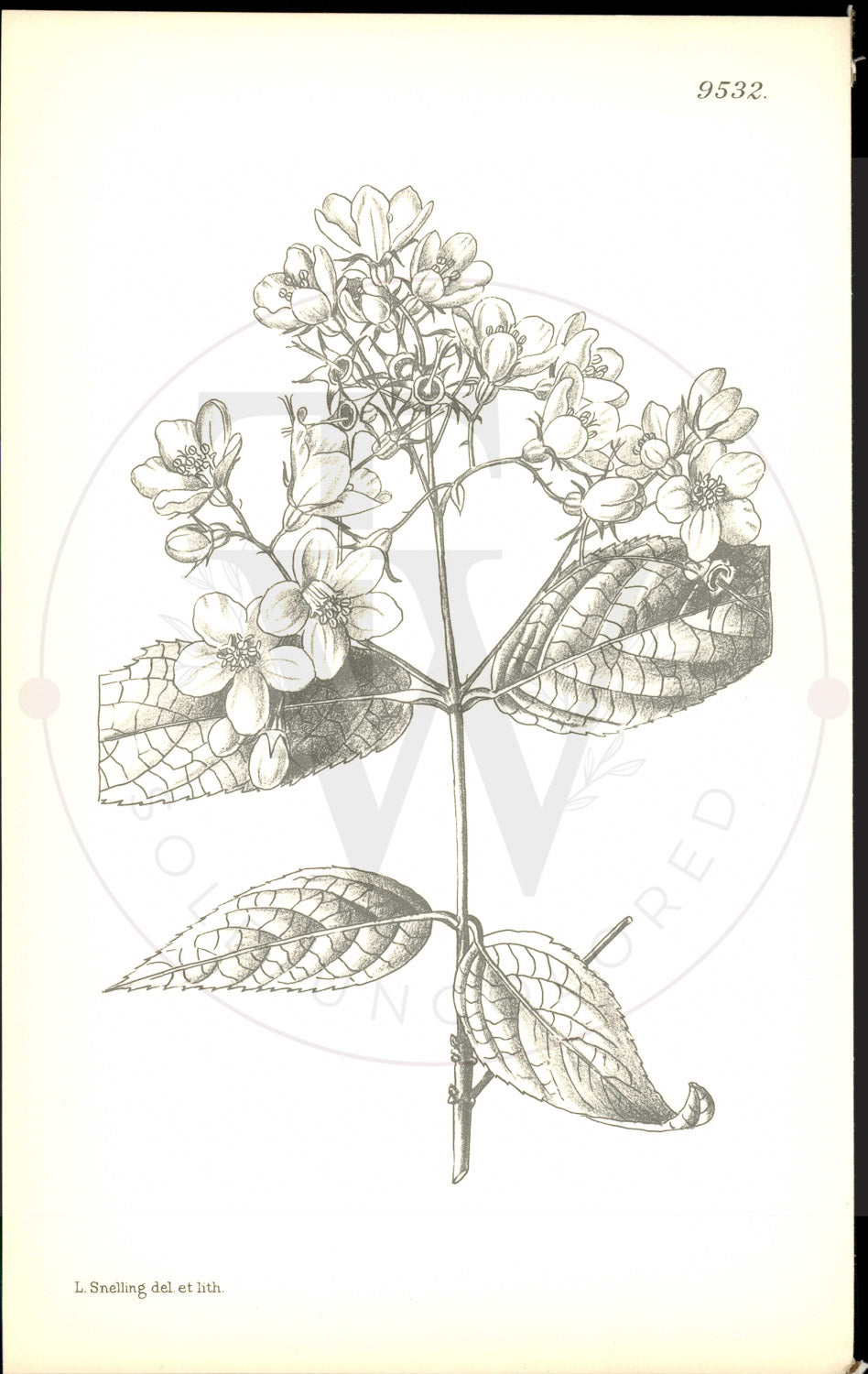 Plate 9532 - Botanical Print