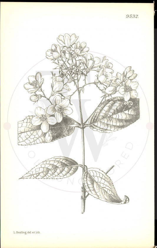 Plate 9532 - Botanical Print