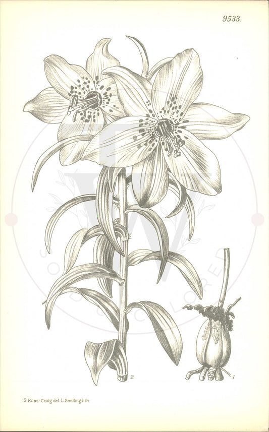 Plate 9533 - Nomocharis aperta