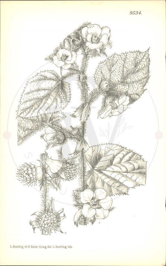 Plate 9534 - Rubus tricolor