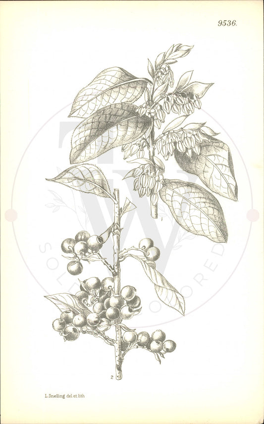 Plate 9536 - Vaccinium glauco-album