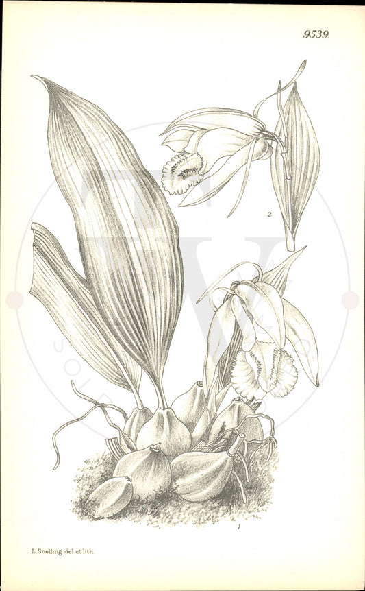 Plate 9539 - Botanical Print