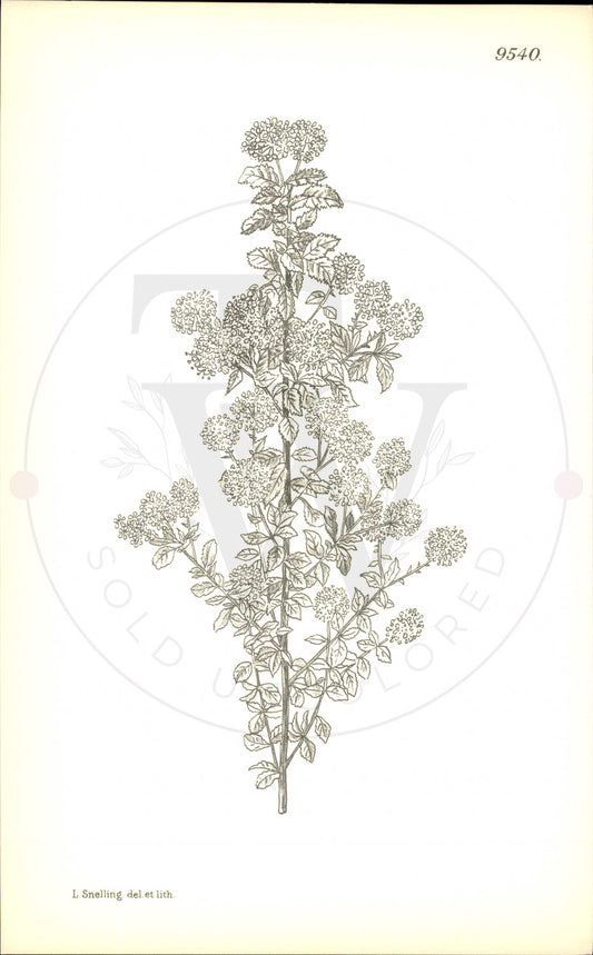 Plate 9540 - Ceanothus foliosus