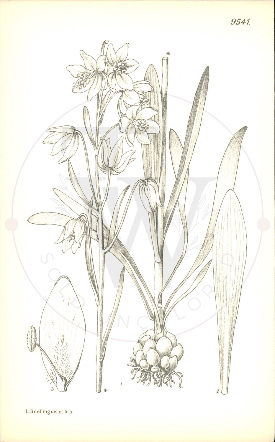 Plate 9541 - Fritillaria liliacea