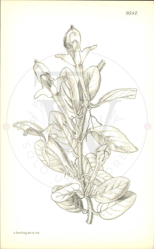 Plate 9542 - Columnea hirta