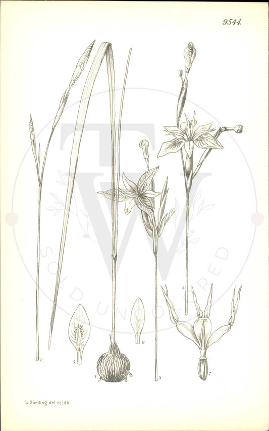 Plate 9544 - Moraea carsoni