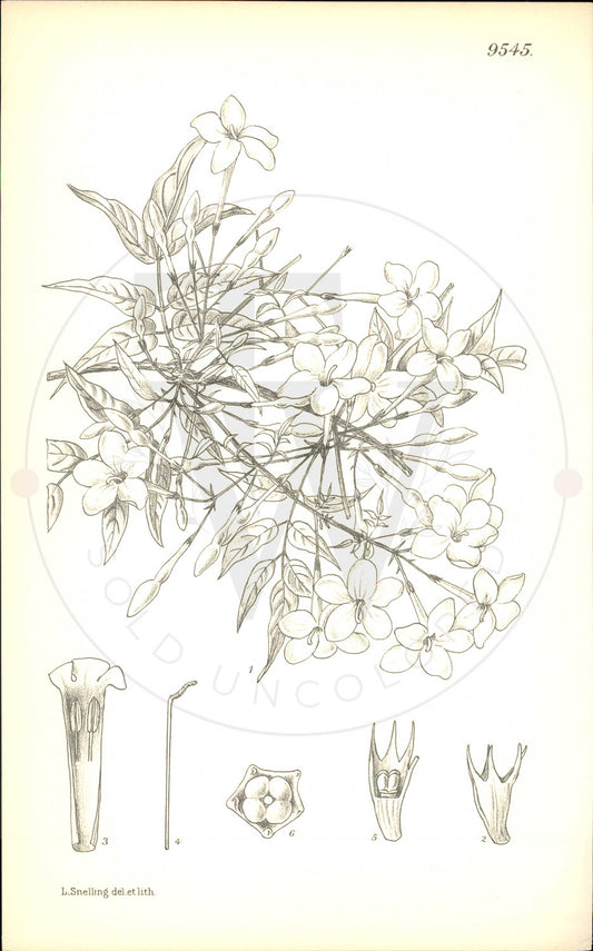 Plate 9545 - Jasminum polyanthum
