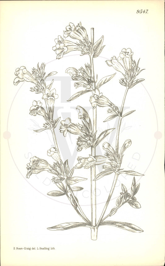Plate 9547 - Dracocephalum hemsleyanum