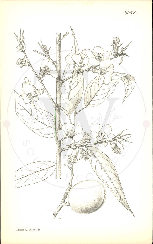 Plate 9548 - Prunus mira