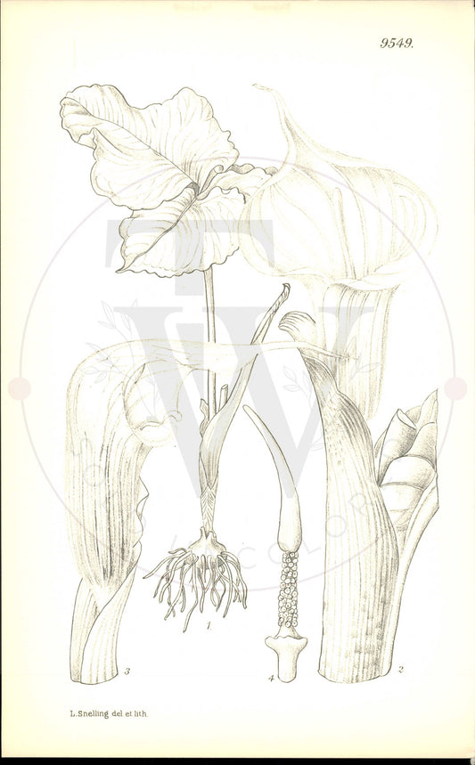 Plate 9549 - Arisaema candidissimum