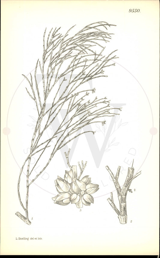 Plate 9550 - Callitris oblonga