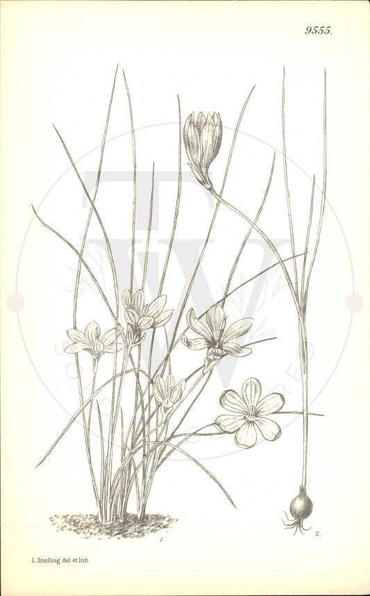 Plate 9555 - Romulea requienii