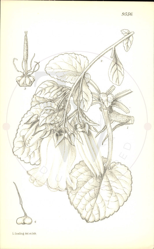 Plate 9556 - Campanula incurva