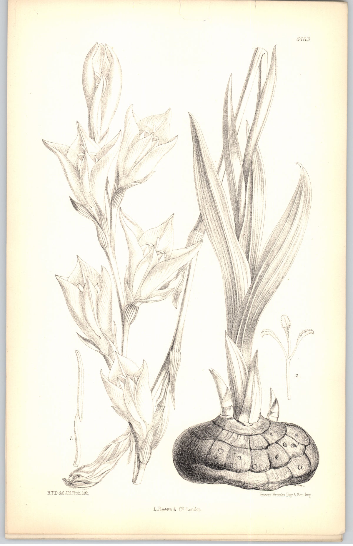 Curtis Botanical Magazine plate 6463