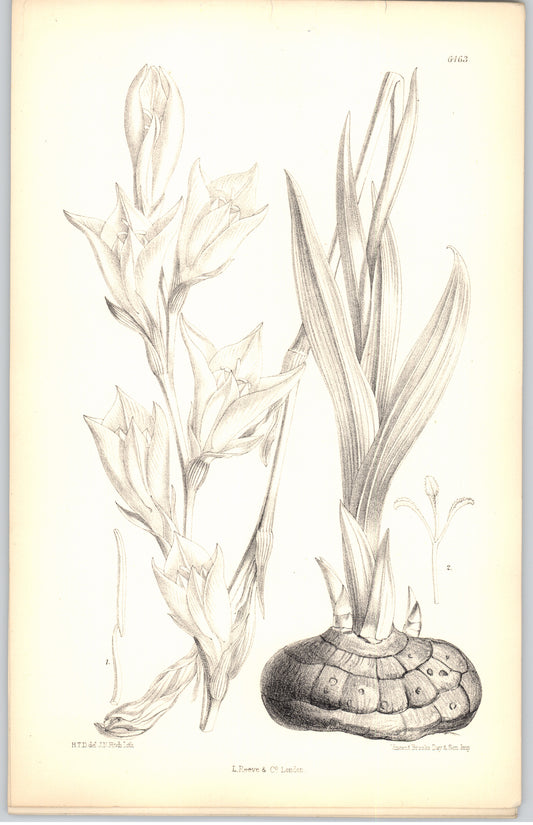 Curtis Botanical Magazine plate 6463